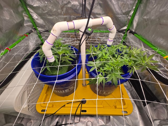 Fastbuds Autoflower Run — vegetative, day 35