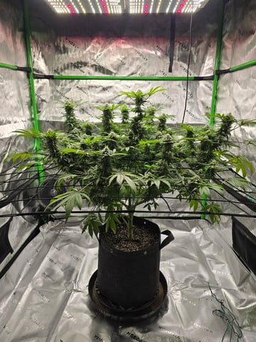 First grow — flower, day 92