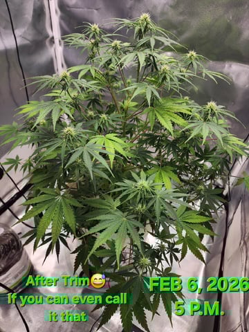 Dos Si Dos. Indica — flower, day 43