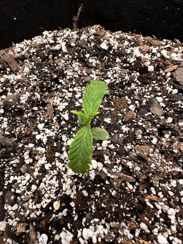 Gorilla Cookies — 1st Grow — vegetative, day 13