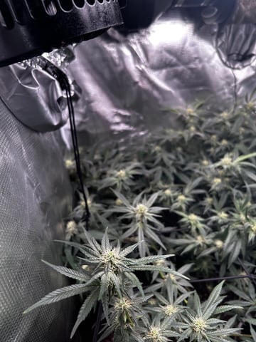 clones — flower, day 75