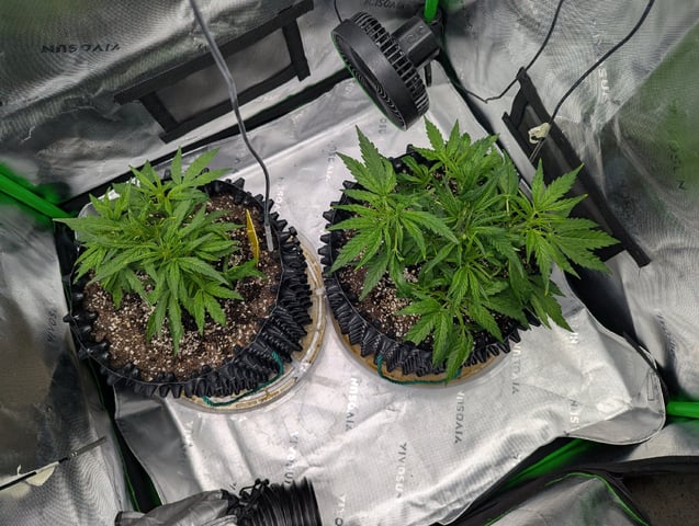 Titan F1 grow  — vegetative, day 33