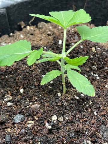  sour diesel  — seedling_rooting, day 2