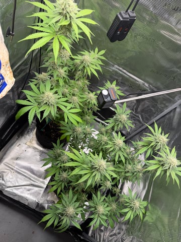  Trying to go big — flower, day 116