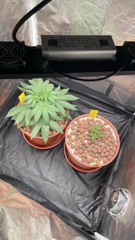 Tangie — seedling_rooting, day 1