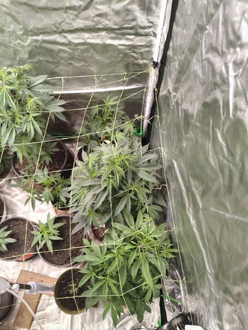 Operation Fire Fish Whistlin — vegetative, day 1
