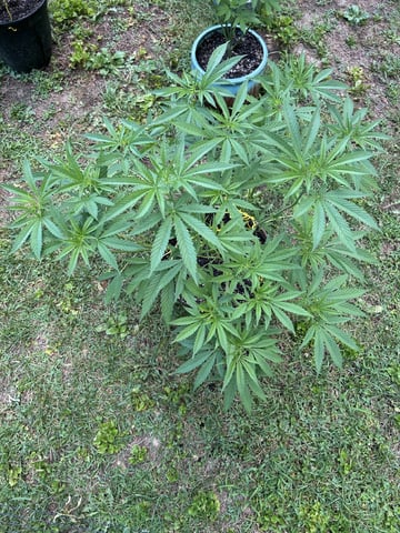 2026 Outdoor — vegetative, day 65