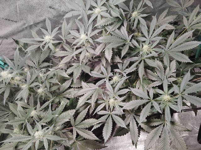 LSD Auto — flower, day 28