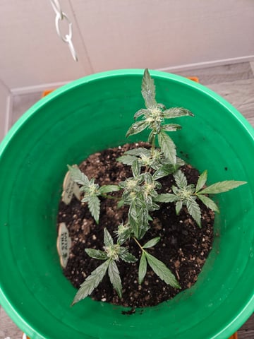 1st plant. Strain: Green Gelato AutoFlower — flower, day 72
