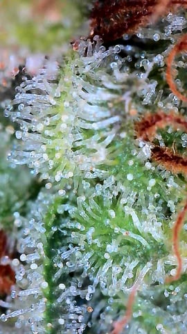 FastBuds Photo-Lemon Mandarin  — flower, day 141