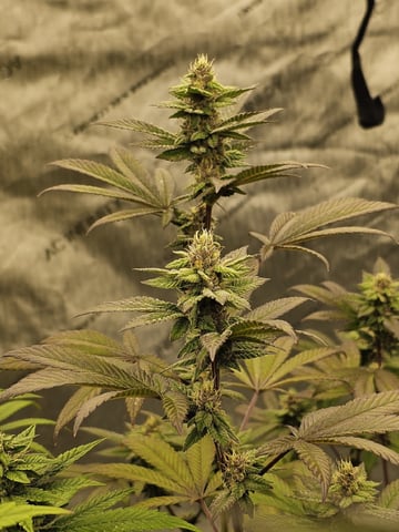 perfect circle/ cherrymac1 X candyland cross  — flower, day 16