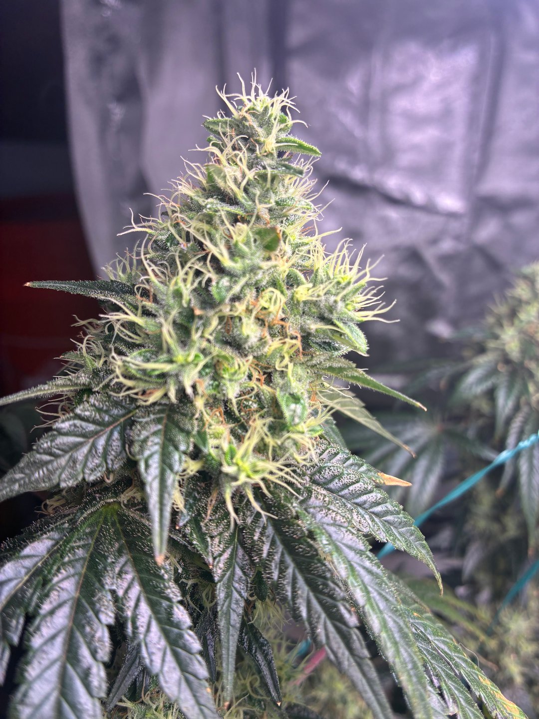 OHMIGanja