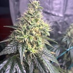 OHMIGanja