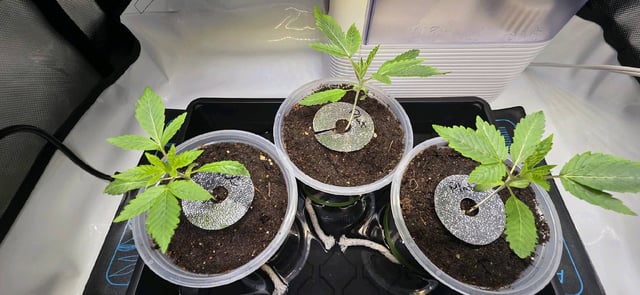 Girl Scout Cookies  — vegetative, day 20
