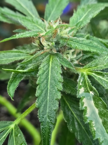 Outdoor Auto's (3rd Set) — flower, day 46