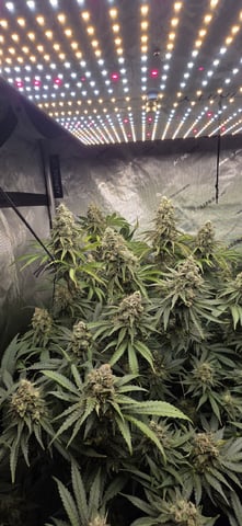 Maple Nectar  — flower, day 89