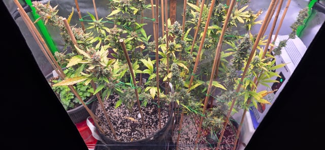 Here We Grow... — flower, day 91