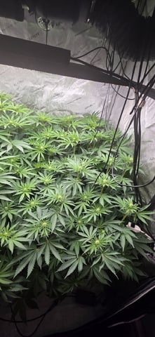 Maple Nectar  — flower, day 57