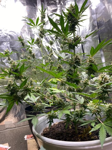 Rainbow Mints — flower, day 47