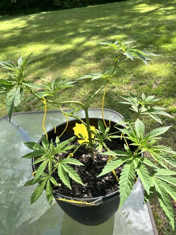 2026 Outdoor — vegetative, day 47