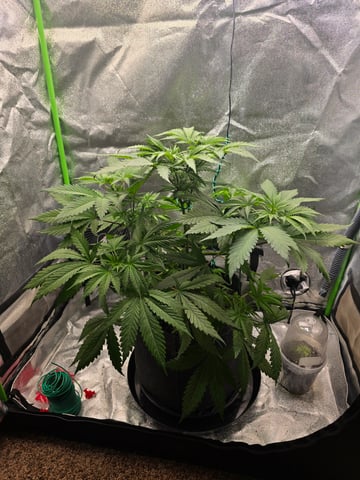 First grow — vegetative, day 40