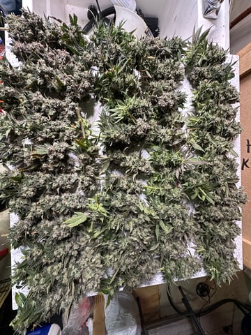 Hippo High #2 — harvest, day 2