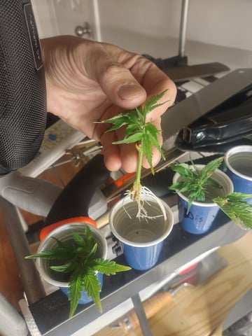 Mainely Genetics Micro Pheno Hunt — vegetative, day 82
