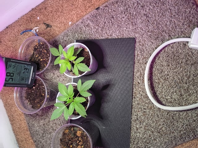 Round Deuce  — vegetative, day 11