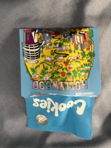 Hollywood — flower, day 46