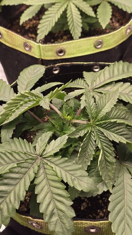 Blueberry Swirl — vegetative, day 18