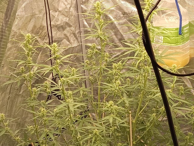   and one L.a kush cake . — flower, day 100
