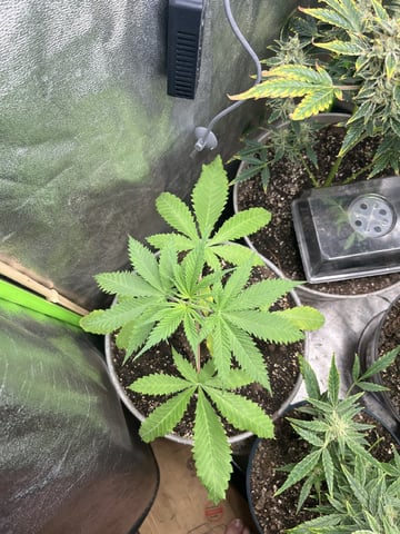 Thai xxl  — vegetative, day 1