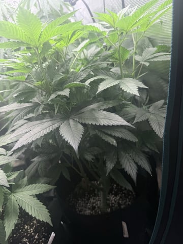 First Time Grower Long Time Blazer — flower, day 14