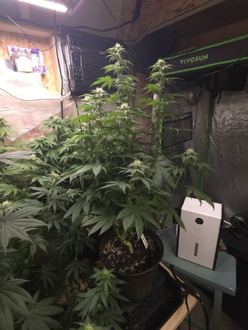2nd Grow Sesh