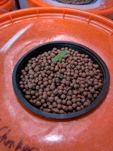 2026 — seedling_rooting, day 9