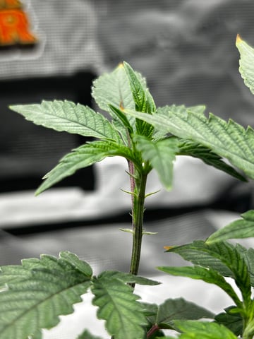 Am inside — vegetative, day 26