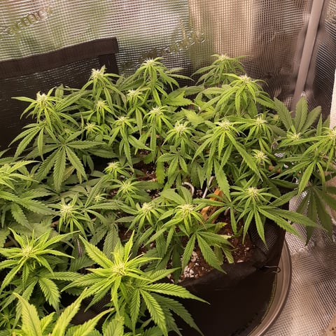 Next Attempt  — flower, day 50