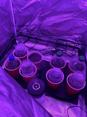 New Photos  — germination, day 1