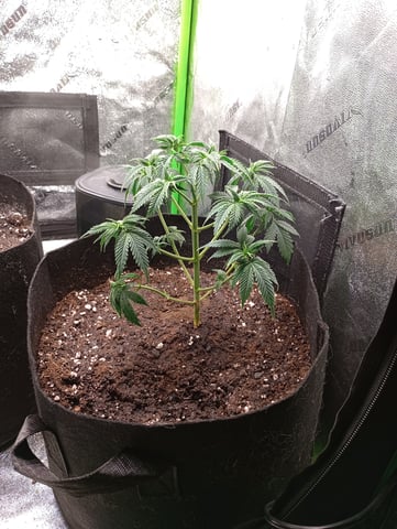 All Aboard!!! — vegetative, day 41