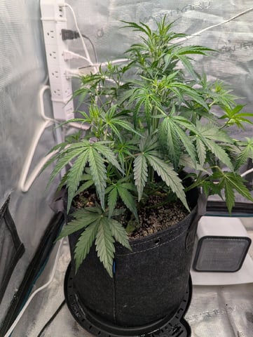 Dark Star — flower, day 32