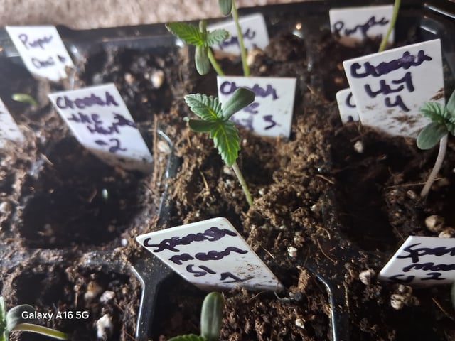 Grow 1 — seedling_rooting, day 1