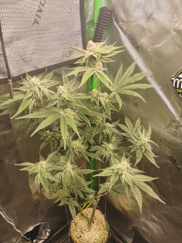 Mainely Genetics Micro Pheno Hunt — flower, day 73