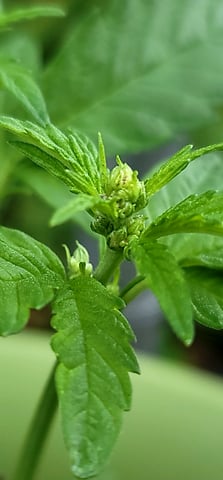 Poison Rainbows — vegetative, day 59