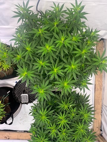 Indoor Grow  — flower, day 49