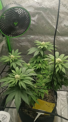 Critical Purple Kush — flower, day 103
