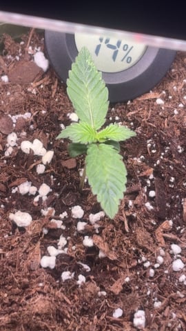 Special Queen#1 Auto — grow_setup, day 2