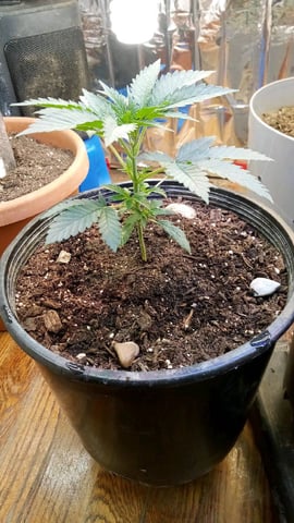 Jack hearer/Jack the ripper? — vegetative, day 44