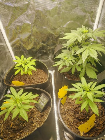 Pcsmoker99  — vegetative, day 30