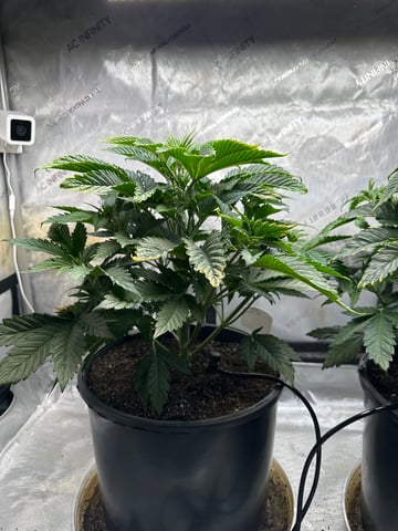White Russian — vegetative, day 31