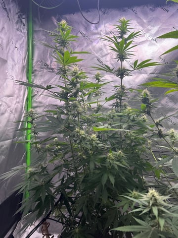 First Ever Grow GT — flower, day 97